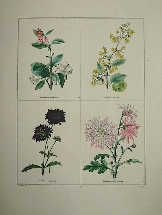 Maund Benjamin Symphoria racemosa. Zizyphus paliurus. Scabiosa atropurpurea. Chrysanthemum Sinense. 1827 Londra